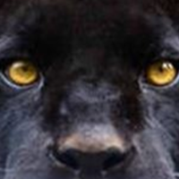 East Yancey Middle School Logo